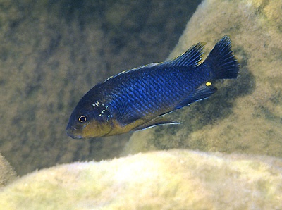 Pseudotropheus sp. 'lucerna blue tanzania' Undu Reef